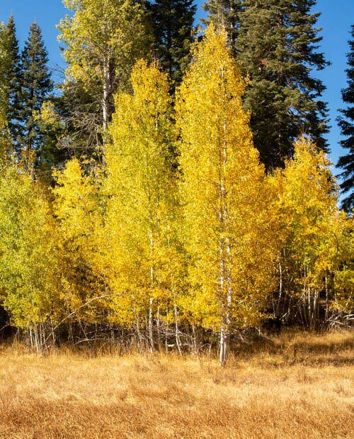 A group of Aspen tress turning yellow in the Fall